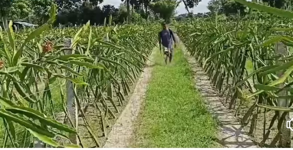 চাকরি ছেড়ে ড্রাগন চাষে রাণীশংকৈলের অভিকের বাজিমাত